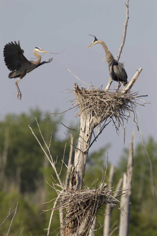 Canada, Quebec Great blue herons at their nest art print by Gilles Delisle for $57.95 CAD